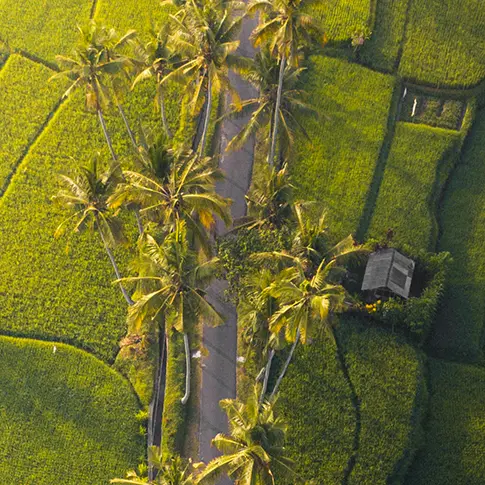 bali paradise ricefield
